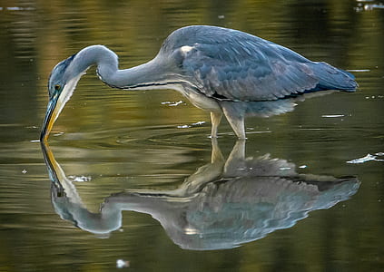grey heron reflection on body of water thumbnail