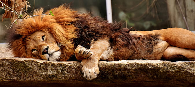 lion lying on stone thumbnail