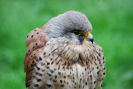 brown and gray bird during daytime thumbnail