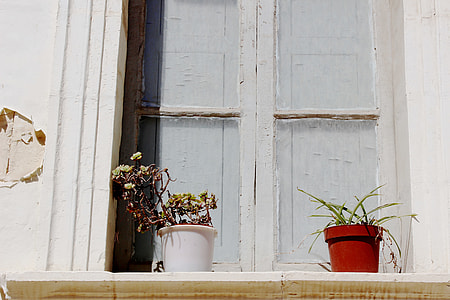 two plants in pots on window thumbnail