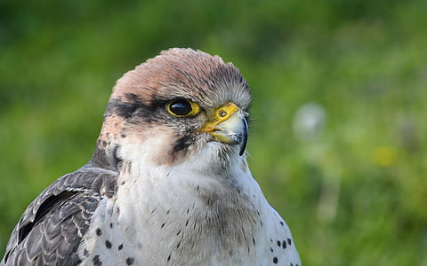 brown, yellow, and white eagle thumbnail
