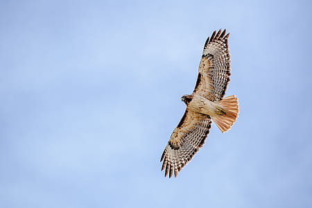 falcon flying in the sky thumbnail