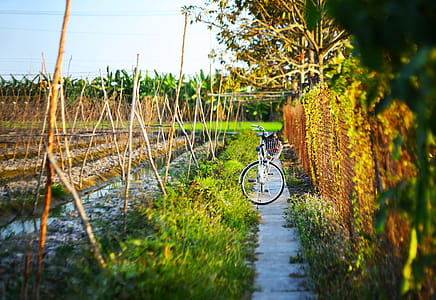 White Commuter Bike Parking Beside Plant thumbnail