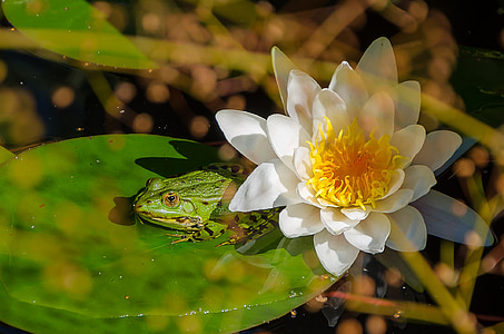white waterlily beside green frog thumbnail