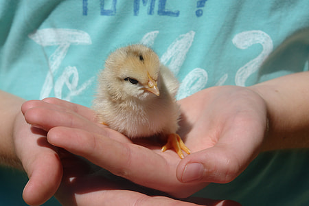 yellow chick thumbnail