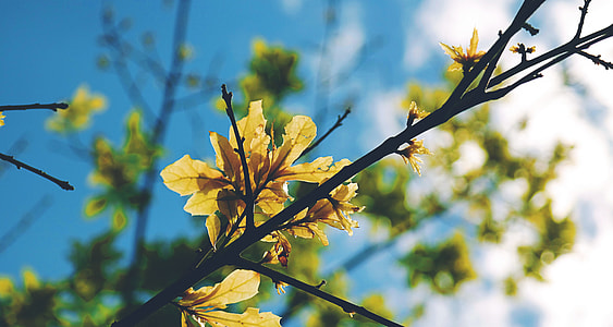 selective focus photography of yellow petaled flowers thumbnail