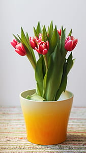 red petaled flowers centerpiece on brown surface thumbnail