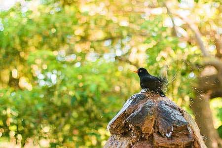 selective focus photo of common blackbird perching on brown pavement thumbnail