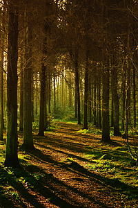 tall trees surrounded with grass during daytime thumbnail