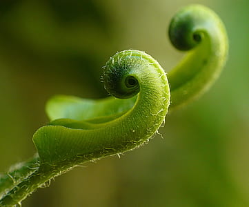 green leaf plant thumbnail