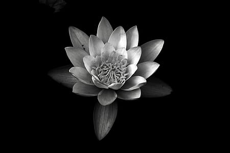 Grayscale Photography of Water Lily thumbnail