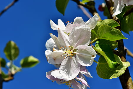white petaled flower on stem at daytime thumbnail