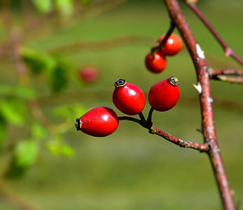 brown tree branches shallow focus photography thumbnail