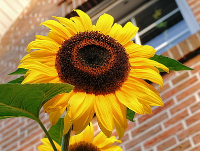 Close Photography of Yellow Sunflower thumbnail