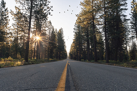 concrete road in the middle of green trees during sunrise thumbnail