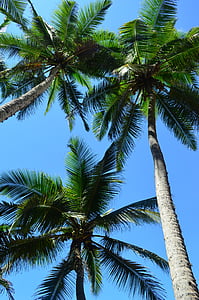green palm trees during daytime low angle photography thumbnail