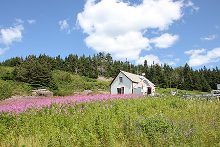 white house in the middle of pink flower field during daytime thumbnail