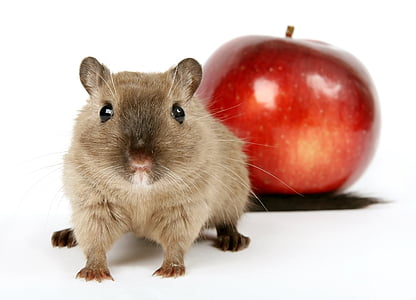 brown hamster near red apple thumbnail