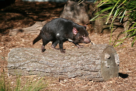 black rodent on tree log during daytime thumbnail