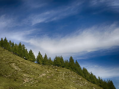 Green Pine Trees Under Clear Blue Sky thumbnail