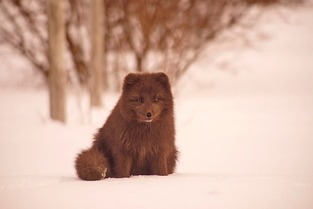 Arctic fox in the snow of Iceland thumbnail