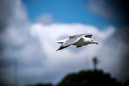 selective focus photo of soaring white bird thumbnail
