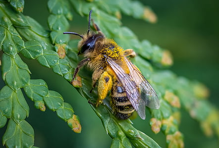 micro photograph of yellow and black honey bee thumbnail
