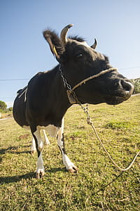 Black Cow on Green Grass Field thumbnail