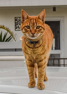 orange cat thumbnail