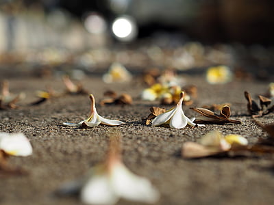 white flowers shallow focus photography thumbnail