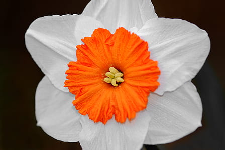 white and orange daffodil in bloom close-up photo thumbnail