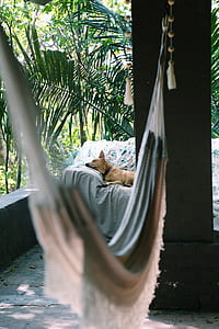 selective focus photography of short-coated dog lying on white sofa thumbnail