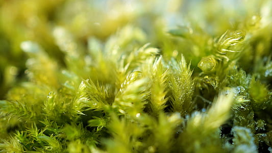 closeup photo of green plants thumbnail
