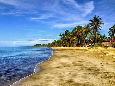 green palm tree near body water thumbnail