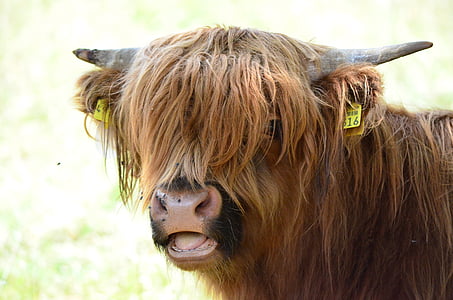 brown animal thumbnail
