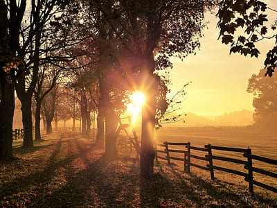 landscape photo of trees during sunrise thumbnail