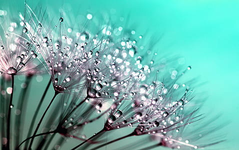 macro photography of pink flower thumbnail