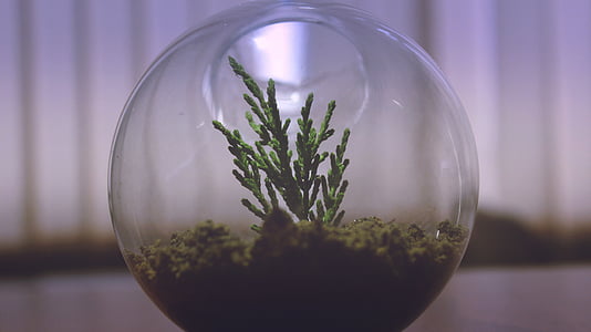 green terrarium selective focus photography thumbnail