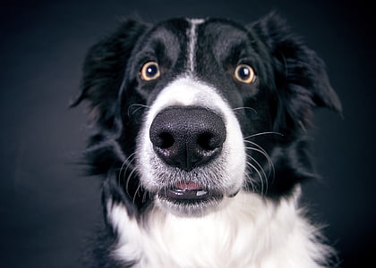 photography of black and white border collie thumbnail