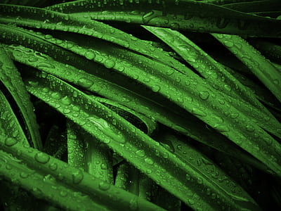 micro photo of leaf with water droplets thumbnail