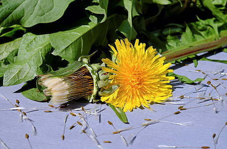 yellow dandelion flower on floor thumbnail