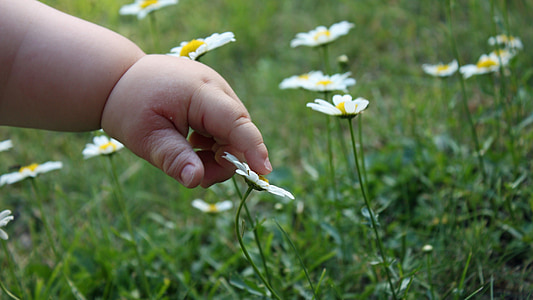 toddler holding white chamomiles closeup photography at daytime thumbnail