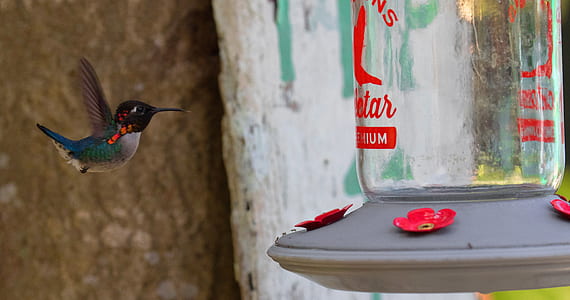 flying humming bird near on clear glass jar thumbnail