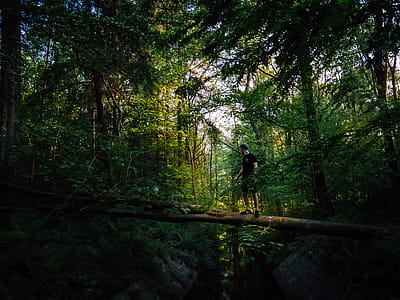 Man on Tree Trunk thumbnail