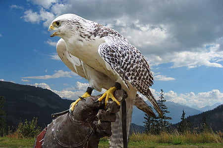brown and white Eagle standing on left person's hand thumbnail