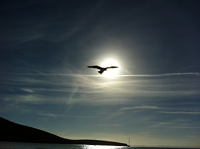 silhouette of flying gull at daytime thumbnail