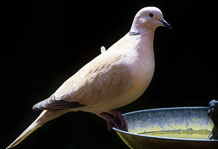 brown and gray bird on plate thumbnail