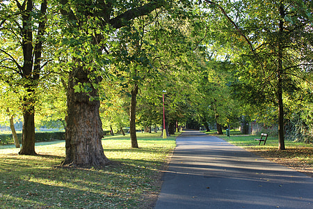 green leafed trees thumbnail