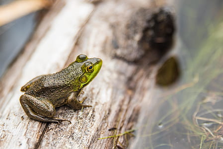 closeup photography of grey and green frog on branch thumbnail