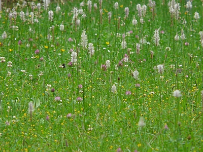 Wild Flower Meadow, Meadow thumbnail